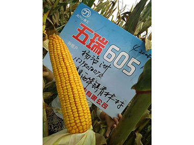 玉米种子【五瑞605】
